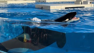 【神戸須磨シーワールド】オルカパフォーマンス オルカスタディアム ノーカット 2024818 1700（4K HDR 60fps）KOBE SUMA SEA WORLD ORCA STADIUM [upl. by Stesha813]