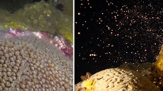 Coral Spawning [upl. by Selene579]