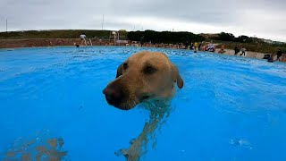 Dog heaven dogs make a splash at UK coastal lido  AFP [upl. by Ennaeirb191]