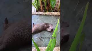 Orphaned baby otters find a loving home otters shorts cute heartwarming [upl. by Aikemit]