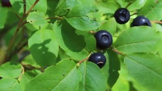 How to Find Huckleberries [upl. by Ibloc]