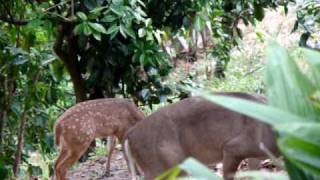 VENADOS EN JARDIN DE CASA QUINTAS DEL BOSQUE EL SALVADOR [upl. by Kerstin259]