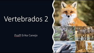 Animais Vertebrados 2 [upl. by Lura]