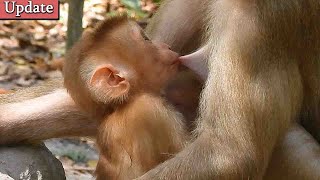 Very hungry milk Cute baby monkey strong drag milk drinking with looking mom face by thanks [upl. by Messere]