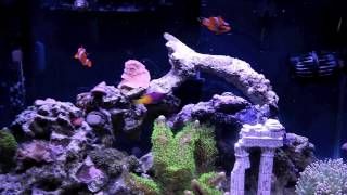 How to setup a 10 Gallon Nano Reef Tank feeding [upl. by Ximenes409]