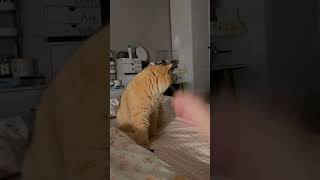 🐈funnycats cutecat cat catsoftiktok funnyanimals catmeme shorts [upl. by Midan]