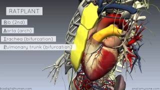 Sternal Angle  Angle of Louis  3D Anatomy Tutorial [upl. by Caesar]