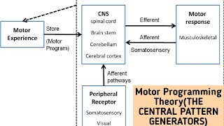 Motor Programming TheoryTHE CENTRAL PATTERN GENERATORSMotor Control Theories [upl. by Dorsey347]