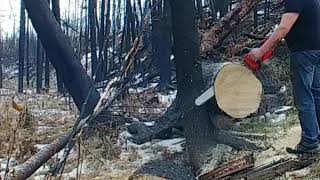 homelite sxl130 chainsaw at home in the woods [upl. by Ailev]