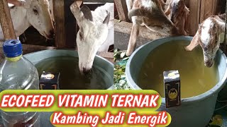 CARA MENGGUNAKAN ECOFEED UNTUK VITAMIN TERNAK KAMBING [upl. by Adorl]