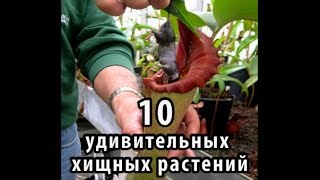 10 удивительных хищных растений [upl. by Norym]