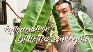 Philodendron billietiae Variegata Care Tips and Propagation  WITH UPDATES [upl. by Etnoved]