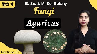 Fungi  Agaricus  in Hindi  Botany  B Sc amp M Sc [upl. by Roxy415]