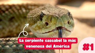 La serpiente cascabel la más venenosa del América [upl. by Aronael]