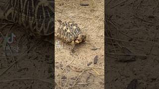 Indian star tortoise or radiated tortoise Comment below wildlife love viralvideo vlog [upl. by Dieball648]