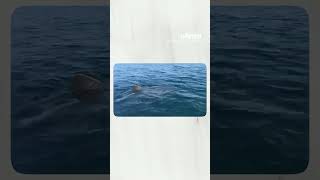 Un grand requin blanc filmé par un pêcheur au large de Porquerolles [upl. by Suellen747]