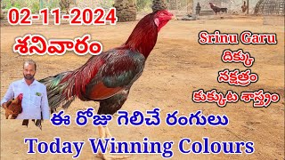 02 November 2024 Today Winning Colourskukkutasastram SrinuGariFarms SrinuGaruSGF [upl. by Mcgrath]