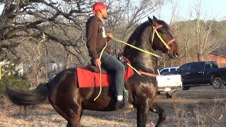 Classy quotHigh Steppingquot Trotter Stud Standardbred of Bread Winners Trail Riders T Lewis [upl. by Beberg]