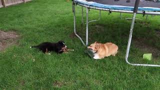 Bernese Mountain Dog Puppy vs old Pembroke Welsh Corgi  Rocky The Berner [upl. by Nicholas77]