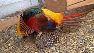 Golden pheasants mating [upl. by Iegres]