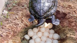 How Painted Turtle Laying Eggs And Hatching [upl. by Assyn]