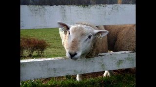 Texel Sheep at Hilltop Acres Farm in the Fall of 2015 [upl. by Koffman]