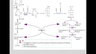 517 Understand not memorize metabolism Postprandial Pentose phosphate pathway [upl. by Haggerty107]