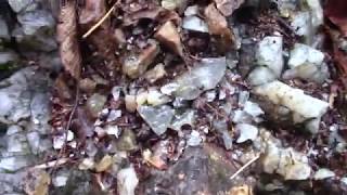 CRYSTALS AT AN ONTARIO PEGMATITE [upl. by Sirrep610]