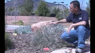 Drought Resistant Plants in Southern Utah [upl. by Gnilrac]