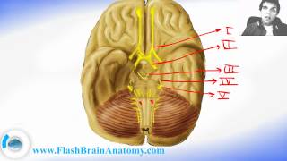 Cranial Nerves Anatomy And Function [upl. by Milicent]