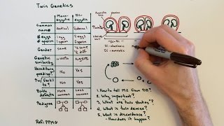 Twin Genetics and Types of Twins [upl. by Ahseid]