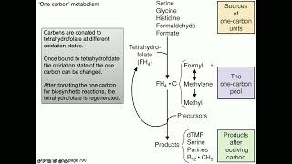 Medical Biochemistry Folate B12 and SAM 1 SKILDUM [upl. by Natelson]