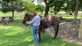 Simple How to LEAD and Tie up your horse in a HACKAMORE [upl. by Ansilme]