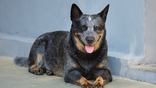 HighFlying Action Watch an Australian Cattle Dog Dominate Disc Dog Competitions [upl. by Ahsenek590]