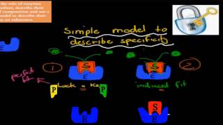 MB11 Role of enzymes HSC biology [upl. by Nosnar553]