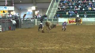 Williams NC Rodeo  Bull Jumps Into Crowd [upl. by Borchert]