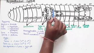 Reproductive System Of Earthworm Part 1 [upl. by Mayeda]