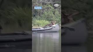 Moose spotted near man in canoe in New Hampshire moose [upl. by Illom]