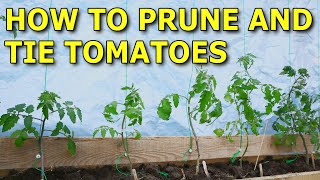 How To Prune And Trellis Tomatoes  Growing Tomato Vertically [upl. by Earehs]