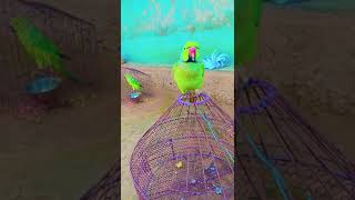 parrotvideo parrotlover parrots talkingparrot birds BobyVishnuOfficial [upl. by Asetal]