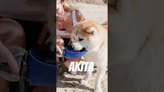 Akita  Japanese Hunting Dogs dogs doglovers educational [upl. by Bashemath]