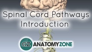 Spinal PathwaysTracts  Part 1  Introduction  Anatomy Tutorial [upl. by Ailana777]