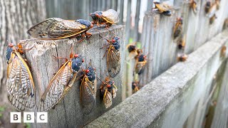 Why 2024s cicada emergence is so rare  BBC Global [upl. by Penrod]