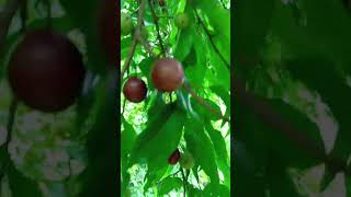 Seriales or sereli A sweet and sour native fruit viralvideo subscribe shorts [upl. by Nimzaj561]