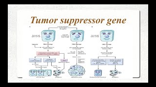 Molecular Basis of cancer Part 2 Tumor Suppressor Genes [upl. by Busey]