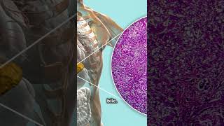 What are Hepatocytes  Livers Powerhouse Cells science [upl. by Comfort]