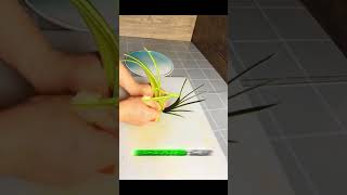 Master Fruit Cutting  Satisfying amp Perfect Cutswatermelonshorts fruitcuting asmr  part14 [upl. by Akerahs168]