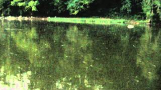 MayFly Hatch at Dusk [upl. by Herrick]