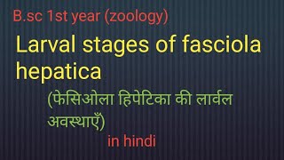 Larval stages of Fasciola hepaticaBsc 1st year zoology [upl. by Art87]