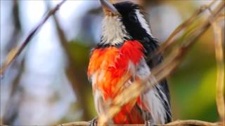 Birds of Mexico El Rosario Monarch Reserve and Huatulco Area [upl. by Iain474]